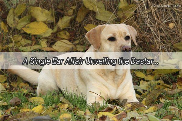 A Single Ear Affair Unveiling the Dastardly World of Dog Ear Mites